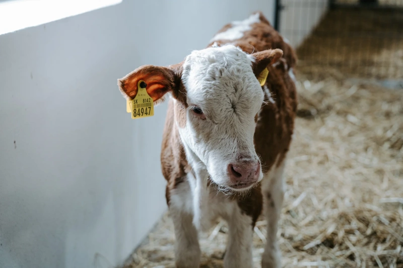 Bio farm park - Hlavná galéria